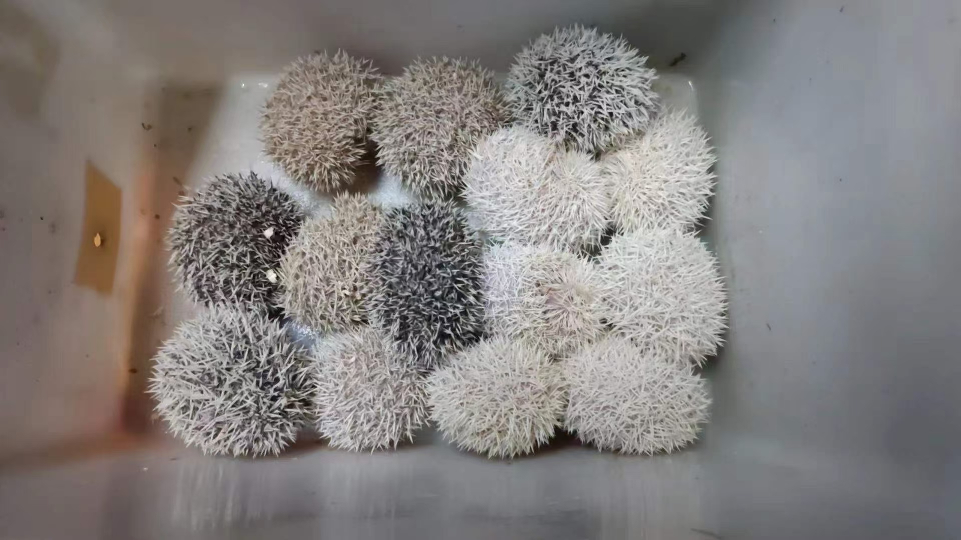 非迷小刺猬